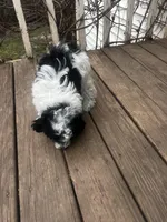 Parti Female, a female Poodle - Toy  for sale in Gurnee, IL – Photo 4 of 4