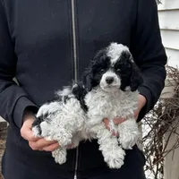 Parti Female, a female Poodle - Toy  for sale in Gurnee, IL – Photo 1 of 2