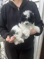 Parti Female, a female Poodle - Toy  for sale in Gurnee, IL – Photo 2 of 4