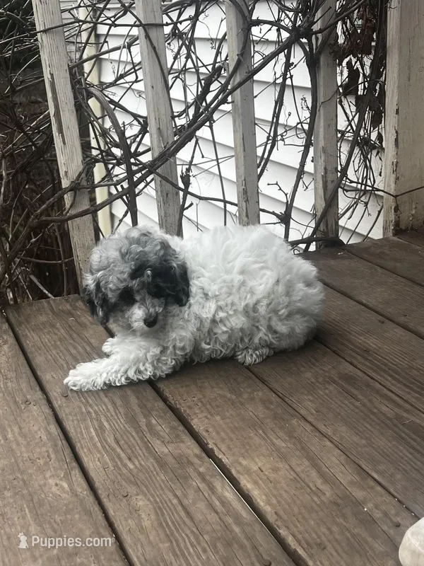 Parti Blue Eye Merle Female – Poodle - Toy  puppy for sale in Gurnee, IL
