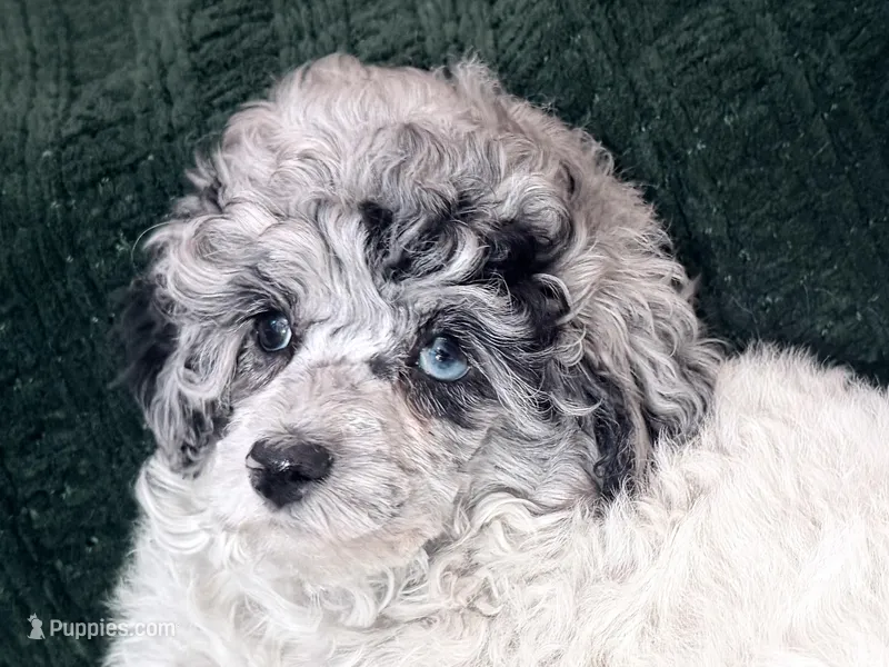 Parti Blue Eye Merle Female – Poodle - Toy  puppy for sale in Gurnee, IL