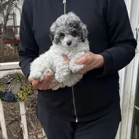 Parti Blue Eye Merle Female, a female Poodle - Toy  for sale in Gurnee, IL – Photo 1 of 2