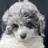 Parti Blue Eye Merle Female, a female Poodle - Toy  for sale in Gurnee, IL – Photo 2 of 2
