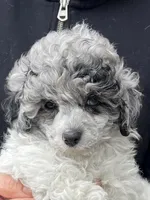 Parti Merle Female, a female Poodle - Toy  for sale in Gurnee, IL – Photo 2 of 2