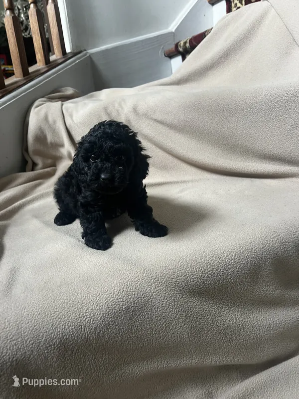 Black Female – Poodle - Toy  puppy for sale in Gurnee, IL