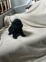 Black Female, a female Poodle - Toy  for sale in Gurnee, IL – 1 of 1