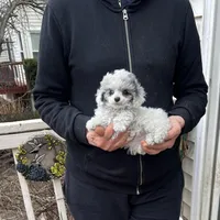 Blue Eye Female, a female Poodle - Toy  for sale in Gurnee, IL – Photo 3 of 3