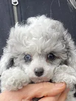 Blue Eye Female, a female Poodle - Toy  for sale in Gurnee, IL – Photo 2 of 3