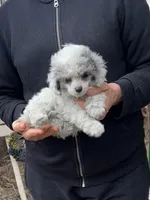 Blue Eye Female, a female Poodle - Toy  for sale in Gurnee, IL – Photo 1 of 3