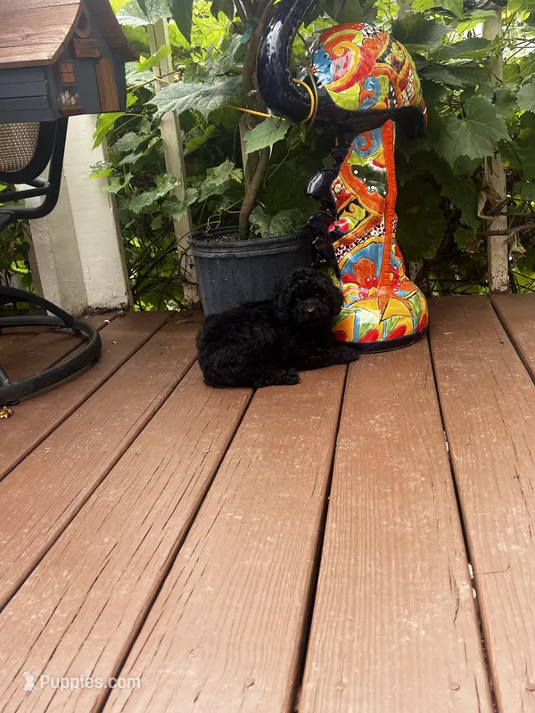Female Black – Poodle - Toy  puppy for sale in Gurnee, IL