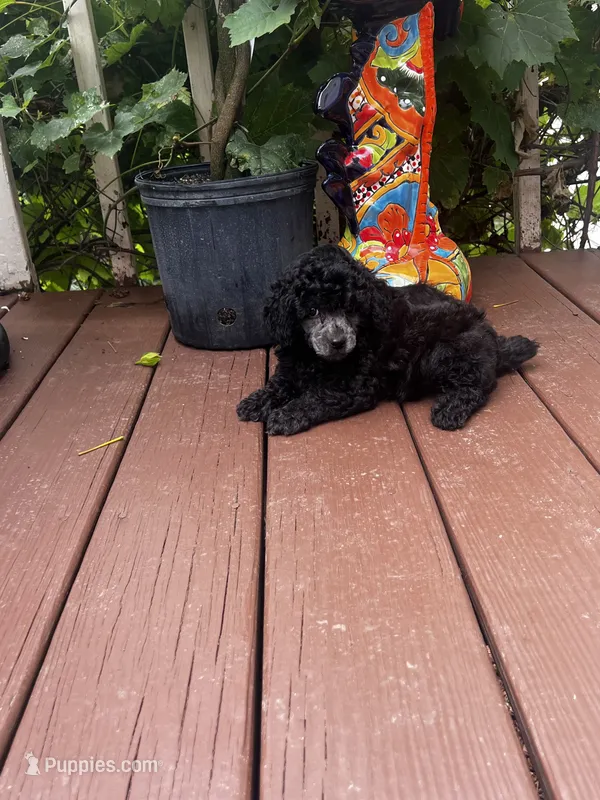 Silver Male – Poodle - Toy  puppy for sale in Gurnee, IL