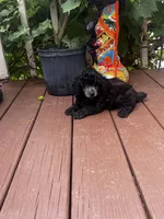 Silver Male, a male Poodle - Toy  for sale in Gurnee, IL – 1 of 2