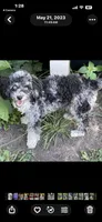 Stella, a female Poodle - Miniature  for sale in Gurnee, IL – 6 of 6