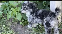 Stella, a female Poodle - Miniature  for sale in Gurnee, IL – 3 of 6
