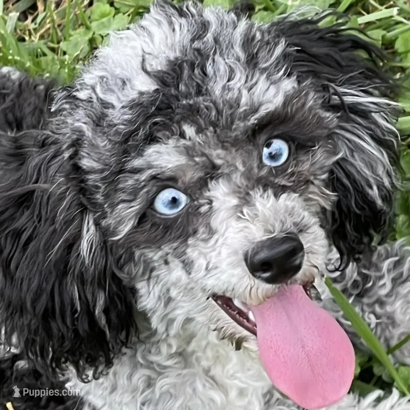 Blue Eyes Merle  – Poodle - Miniature  puppy for sale in Gurnee, IL