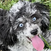 Stella, a female Poodle - Miniature  for sale in Gurnee, IL – 5 of 6