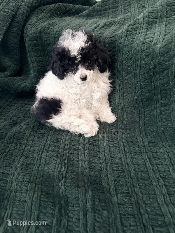 Parti Male – Poodle - Toy  puppy for sale in Gurnee, IL