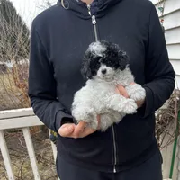 Parti Male, a female Poodle - Toy  for sale in Gurnee, IL – Photo 1 of 2