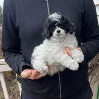 Parti Male, a female Poodle - Toy  for sale in Gurnee, IL – Photo 2 of 2
