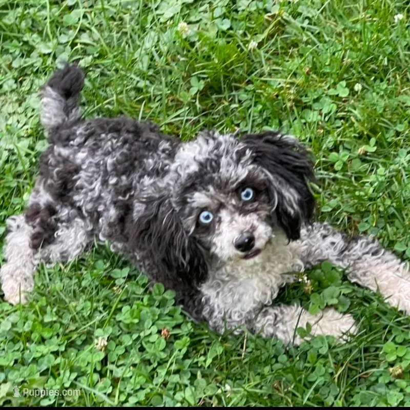 Stella – Poodle - Miniature  puppy for sale in Gurnee, IL
