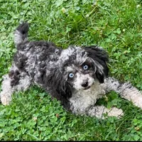Stella, a female Poodle - Miniature  for sale in Gurnee, IL – 1 of 6