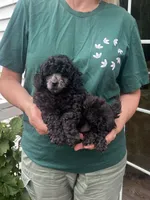 Silver Male, a male Poodle - Toy  for sale in Gurnee, IL – 2 of 2