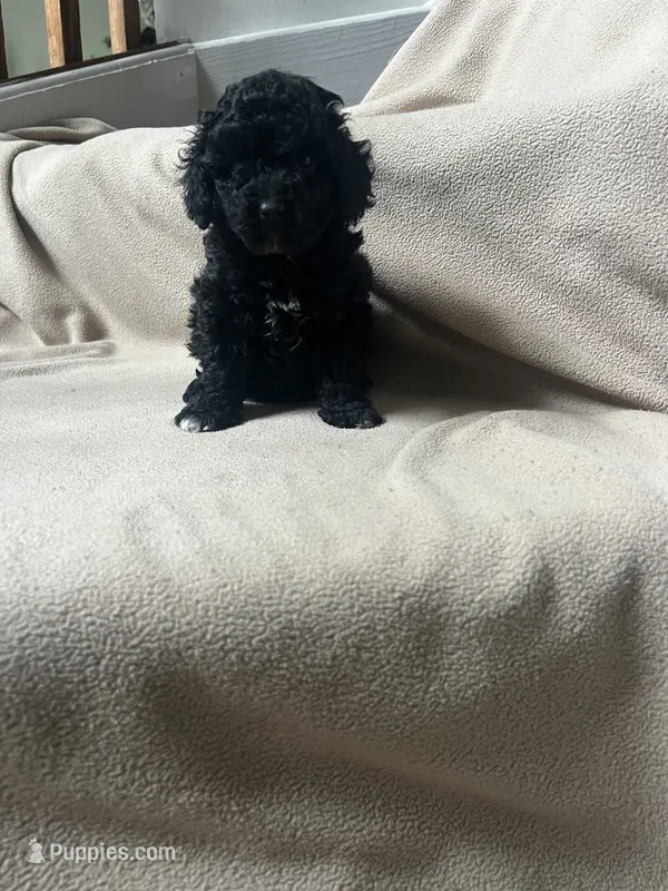 Female Black – Poodle - Toy  puppy for sale in Gurnee, IL