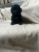 Female Black, a female Poodle - Toy  for sale in Gurnee, IL – 1 of 1