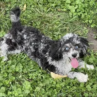 Stella, a female Poodle - Miniature  for sale in Gurnee, IL – 2 of 6