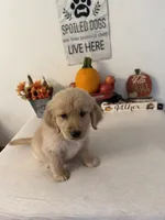Blue Collar Boy, a male Golden Retriever for sale in Greenville, IL – 3 of 10