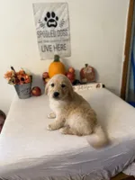 Pink Collar Girl , a female Golden Retriever for sale in Greenville, IL – 6 of 10