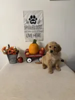 Dark green collar girl , a female Golden Retriever for sale in Greenville, IL – 8 of 10