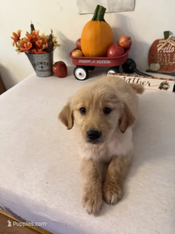 Lime green boy  – Golden Retriever puppy for sale in Greenville, IL