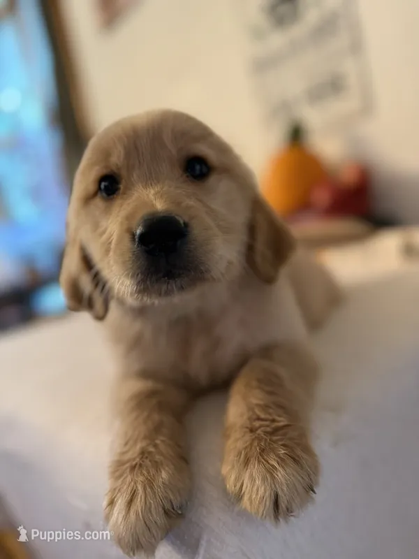 Lime green boy  – Golden Retriever puppy for sale in Greenville, IL