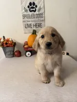 Pink Collar Girl , a female Golden Retriever for sale in Greenville, IL – 3 of 10