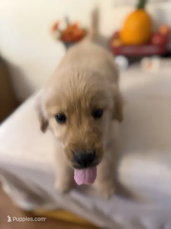 Black Collar Boy – Golden Retriever puppy for sale in Greenville, IL