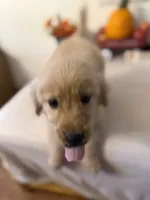 Black Collar Boy, a male Golden Retriever for sale in Greenville, IL – 9 of 10