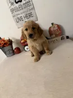 Dark green collar girl , a female Golden Retriever for sale in Greenville, IL – 3 of 10
