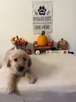 Black Collar Boy, a male Golden Retriever for sale in Greenville, IL – 3 of 10