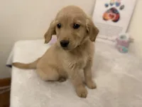 Dark blue girl, a female Golden Retriever for sale in Greenville, IL – Photo 5 of 10