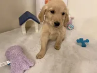 Dark blue girl, a female Golden Retriever for sale in Greenville, IL – Photo 10 of 10