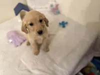 Dark blue girl, a female Golden Retriever for sale in Greenville, IL – Photo 7 of 10