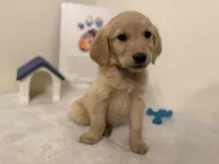 Dark blue girl, a female Golden Retriever for sale in Greenville, IL – Photo 2 of 10