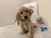 Dark blue girl, a female Golden Retriever for sale in Greenville, IL – Photo 1 of 10