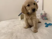 Dark blue girl, a female Golden Retriever for sale in Greenville, IL – Photo 9 of 10