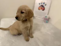 Dark blue girl, a female Golden Retriever for sale in Greenville, IL – Photo 4 of 10