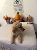 Black Collar Boy, a male Golden Retriever for sale in Greenville, IL – 4 of 10