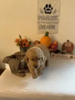 Purple Boy, a male Golden Retriever for sale in Greenville, IL – 10 of 10