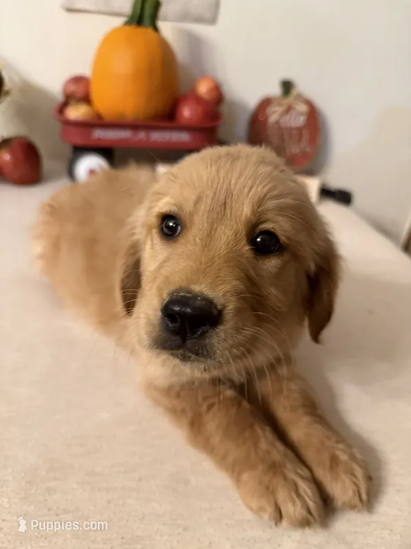 Dark green collar girl  – Golden Retriever puppy for sale in Greenville, IL