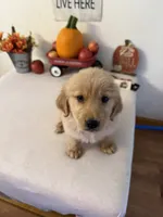 Lime green boy , a male Golden Retriever for sale in Greenville, IL – 10 of 10